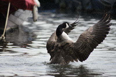 Canada goose swimming on lake