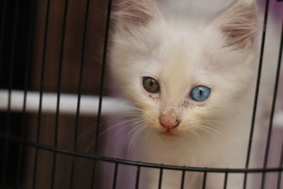 Close-up portrait of white cat in cage