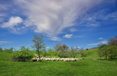 View of sheep on grassy field against sky