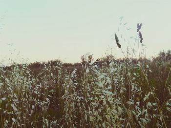 Plants growing on field