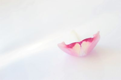 Close-up of pink rose flower over white background