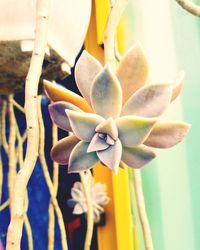 Close-up of flowers against blurred background