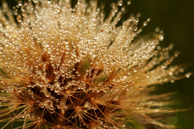 Close-up of flower against blurred background