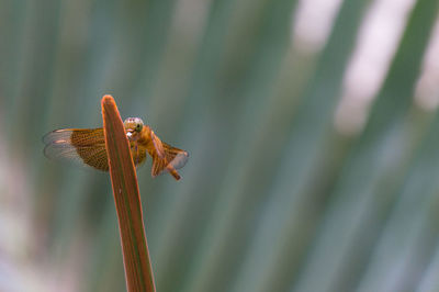 Close-up of plant against blurred background