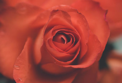 Close-up of red rose