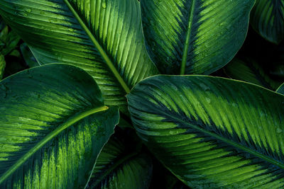 Close-up of fresh green leaves