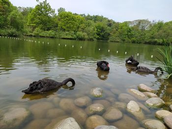 Ducks swimming in lake