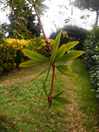 Close-up of leaf on tree