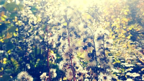 Close-up of yellow flowers