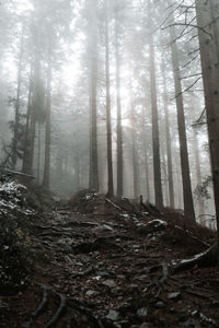 Sunlight streaming through trees in forest