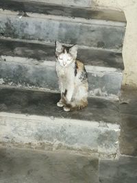 Cat sitting on steps