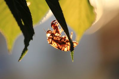 Close-up of insect on leaf