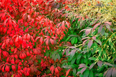 Close-up of red flowering plant