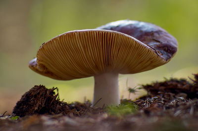 Close-up of mushroom growing on field