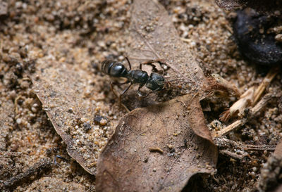 Close-up of ant on rock