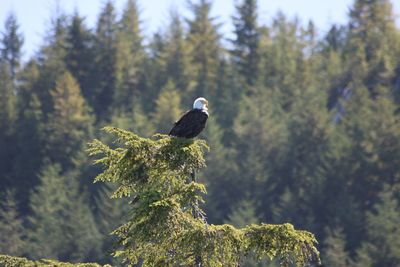 Bird perching on tree in forest