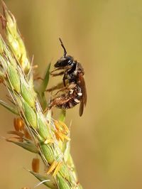 Close-up of insect on plant