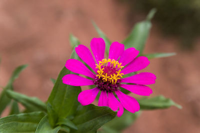 Close-up of pink flower