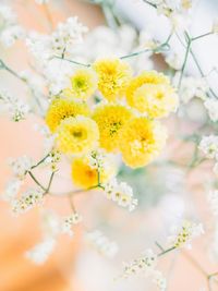 Close-up of yellow flowers blooming outdoors