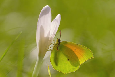 Butterfly on flower