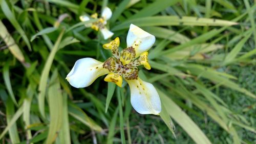 Close-up of white flowers blooming outdoors