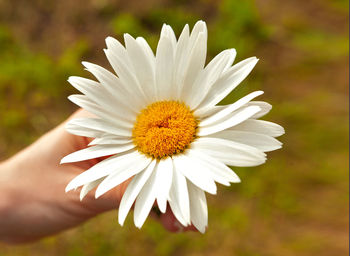 Close-up of white daisy flower