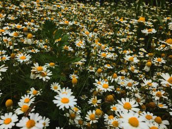 High angle view of daisies on field