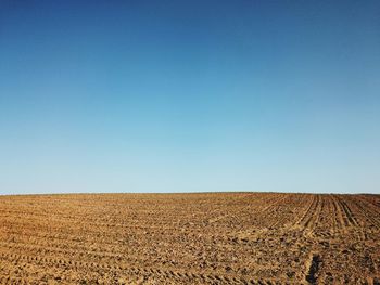 View of tree against blue sky