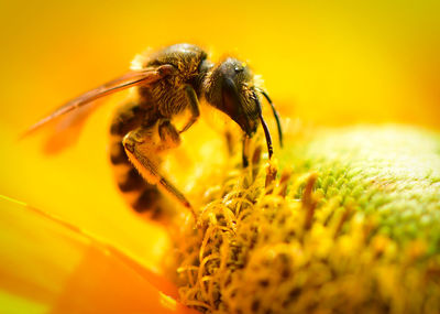 Close-up of bee pollinating on flower