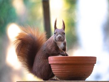 Close-up of squirrel on wood