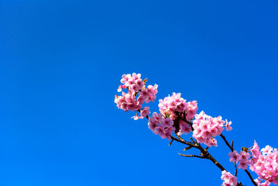 Low angle view of pink cherry blossom against blue sky