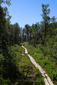 Trees growing in forest against sky