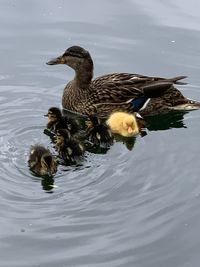 Duck swimming in a lake