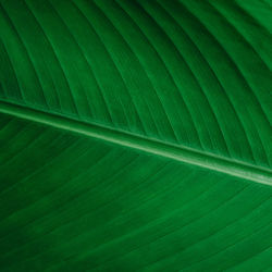 Full frame shot of green leaf