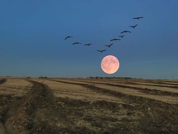 Birds flying over field against clear sky