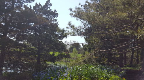 Plants growing on tree