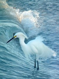 Waves splashing in sea