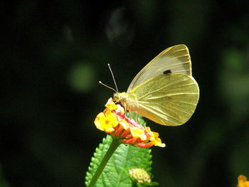 Close-up of butterfly on flower