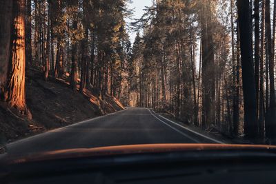 Road amidst trees in forest