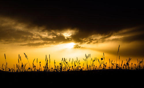 Silhouette plants on field against sky during sunset