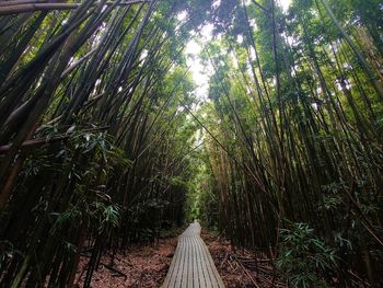 Low angle view of bamboo trees in forest