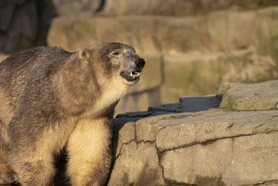 Lion looking away in a zoo