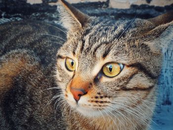 Close-up portrait of cat