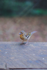 Close-up of bird perching