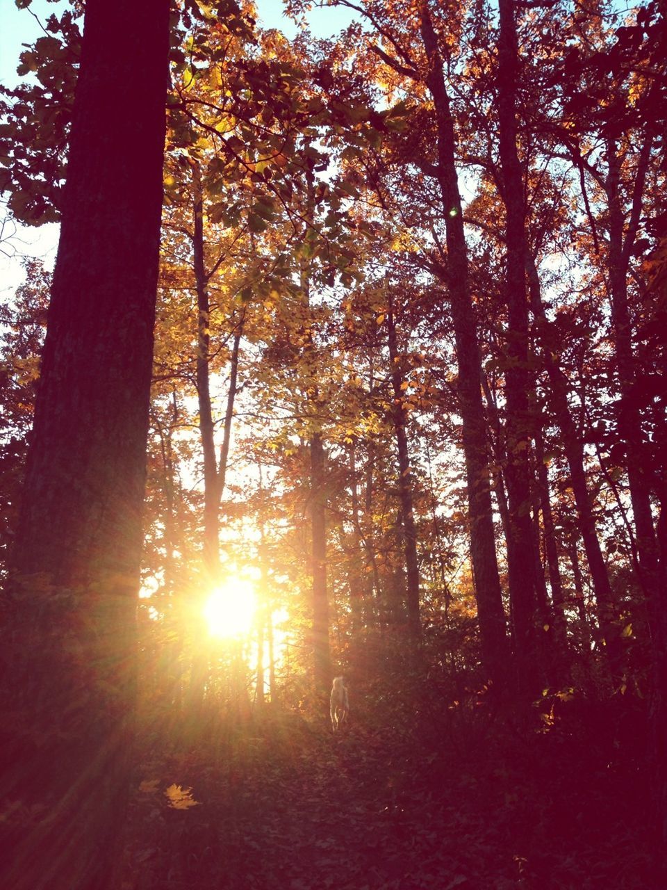 tree, sun, tranquility, sunlight, sunbeam, growth, tranquil scene, tree trunk, beauty in nature, forest, nature, lens flare, scenics, woodland, sunset, branch, back lit, low angle view, non-urban scene, idyllic