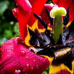 Close-up of wet red chili peppers