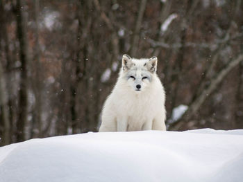 Portrait of wolf on snow