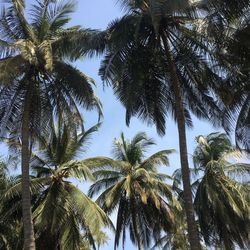 Low angle view of coconut palm trees against sky