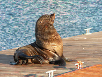 Sea lion relaxing on shore