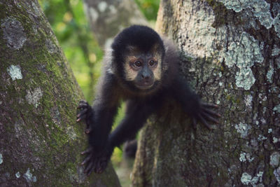 Portrait of monkey on tree trunk